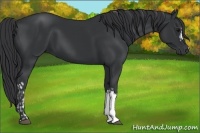 Horse Color:Black  and Black 