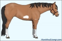 Horse Color:Bay Splash Frame 