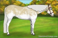 Horse Color:White Spotted Silver Buckskin Dun Splash Frame 