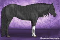 Horse Color:Black  Brindle