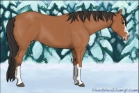 Horse Color:Bay Splash Frame 