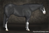Horse Color:Black Sabino