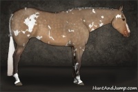 Horse Color:White Spotted Silver Brown Dun Sabino 
