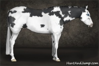 Horse Color:White Spotted Black Splash Frame