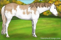 Horse Color:Chestnut Sabino Splash 