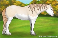 Horse Color:Buckskin Pearl Splash 