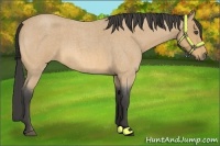 Horse Color:Buckskin Roan 