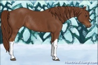 Horse Color:Chestnut Rabicano 