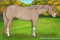 Horse Color:Palomino Roan Splash