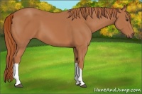 Horse Color:Chestnut 