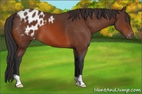 Horse Color:Bay Appaloosa