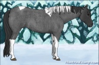 Horse Color:Blue Roan Tobiano