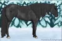 Horse Color:Black  Brindle