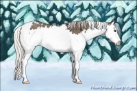 Horse Color:White Spotted Silver Black Splash Rabicano