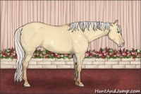 Horse Color:White Spotted Silver Classic Champagne Dun Sabino Rabicano 