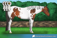 Horse Color:White Spotted Brown Tobiano 