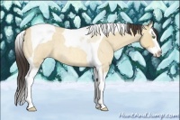 Horse Color:Amber Champagne Roan Dun Splash Tobiano 
