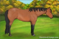 Horse Color:Bay Roan 