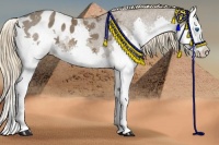 Horse Color:Liver Chestnut Splash Appaloosa 