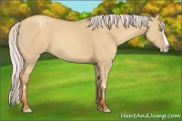 Horse Color:Silver Classic Champagne Dun Splash Frame 