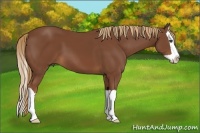 Horse Color:Chestnut Splash