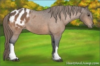 Horse Color:Buckskin Blanket 