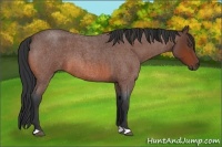 Horse Color:Bay Roan 