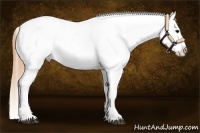 Horse Color:Buckskin Onyx Blanket 