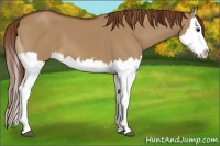 Horse Color:Red Dun Splash  and Red Dun Splash 