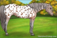 Horse Color:Brown Appaloosa Brindle