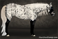 Horse Color:ERROR: UNKNOWN ANOMALY and ERROR: UNKNOWN ANOMALY