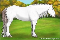 Horse Color:White Spotted Brown Tobiano Appaloosa 