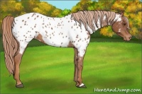 Horse Color:Chestnut Appaloosa 