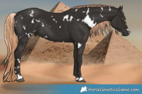 Horse Color:White Spotted Liver Chestnut Rabicano