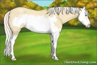 Horse Color:Silver Classic Cream Champagne Roan Dun Splash Frame 