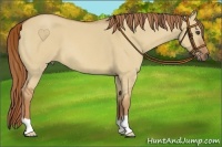 Horse Color:Red Dun Roan 