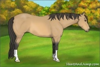Horse Color:Buckskin 