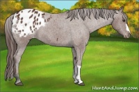 Horse Color:Bay Appaloosa 