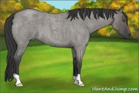 Horse Color:Grullo Roan 