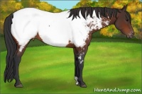 Horse Color:Bay Appaloosa 