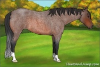 Horse Color:Bay Roan 