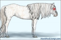 Horse Color:Perlino Sabino and Perlino Sabino