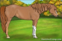 Horse Color:Chestnut 