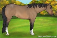 Horse Color:Bay Roan Dun