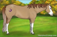 Horse Color:Red Dun Splash