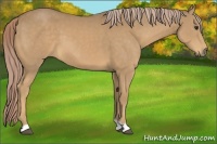 Horse Color:Palomino