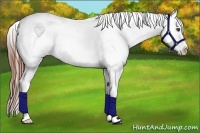 Horse Color:Blue Roan Splash Appaloosa 