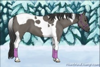Horse Color:Smoky Grullo Tobiano 