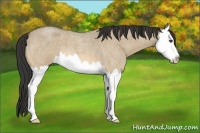 Horse Color:Buckskin Roan Dun Splash