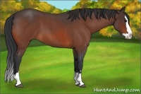 Horse Color:Bay Roan Splash